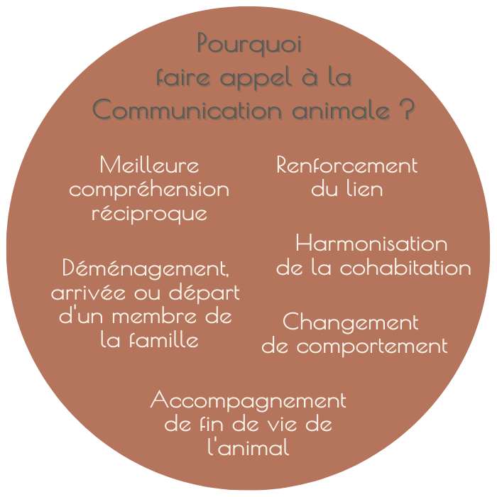 Communication animale : déménagement, changement comportement, accompagnement fin de vie, animaux défunts, médium, meilleure cohabitation